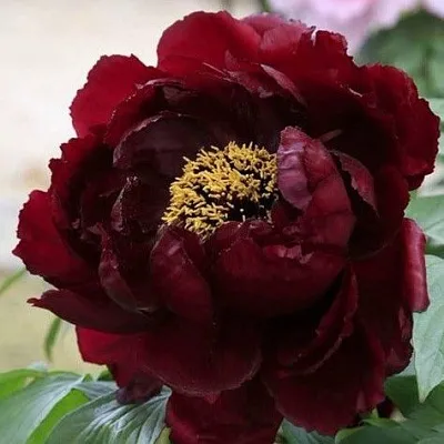 Пион ПОЛНОЧЬ древовидный  Пион ПОЛНОЧЬ древовидный в Орле