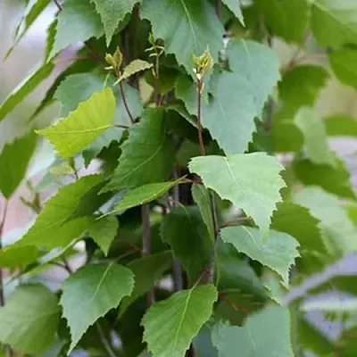 Береза ФАСТИГИАТА повислая   Береза ФАСТИГИАТА повислая  в Орле