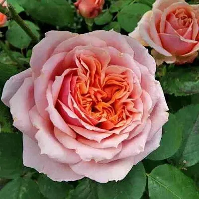 Саженцы роз ПОЛЬ БОКЮЗ шраб  Саженцы роз ПОЛЬ БОКЮЗ шраб в Орле