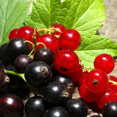 Смородина   Смородина  в Орле