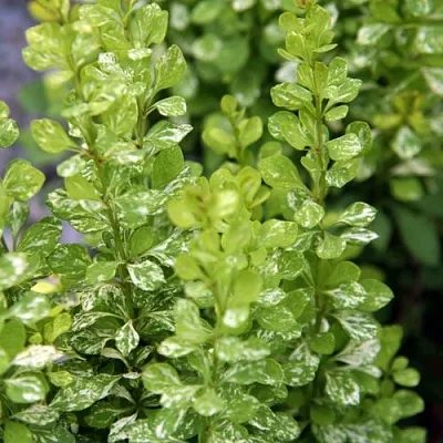 Барбарис ПАУ ВАУ тунберга  Барбарис ПАУ ВАУ тунберга в Орле