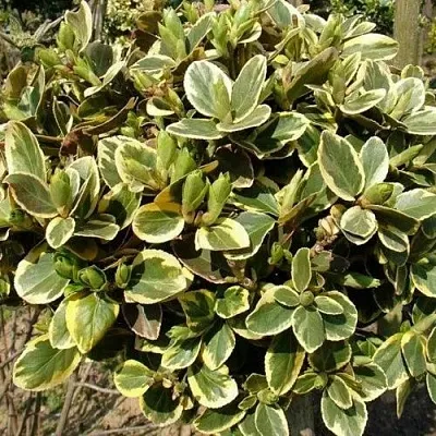 Бересклет КАНАДЕЙЛ ГОЛД   Бересклет КАНАДЕЙЛ ГОЛД  в Орле