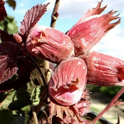 Фундук АЛЫЙ ПАРУС  Фундук АЛЫЙ ПАРУС в Орле