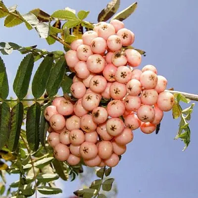 Рябина ПИНК ВЕЙЛ  Рябина ПИНК ВЕЙЛ в Орле