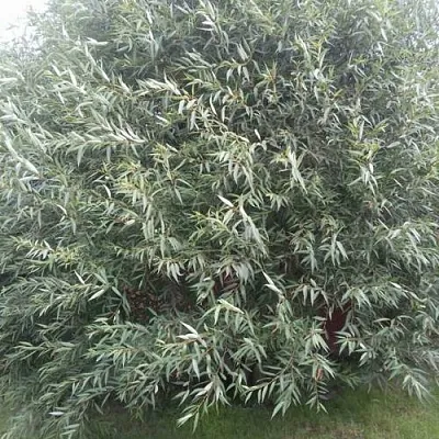 Ива СЕРЕБРИСТАЯ  Ива СЕРЕБРИСТАЯ в Орле