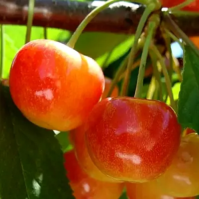 Черешня  Черешня в Орле