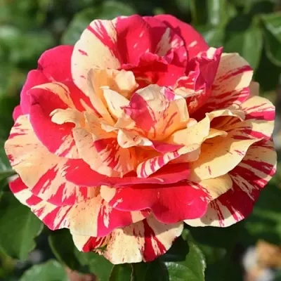 Саженцы роз ВАНИЛЛА ФРАЙЗ плетистая  Саженцы роз ВАНИЛЛА ФРАЙЗ плетистая в Орле