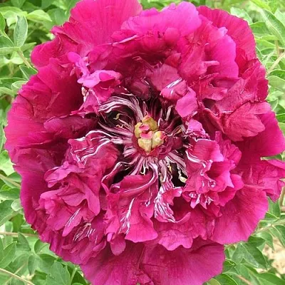 Пион ПУРПУРНЫЙ ОКЕАН древовидный  Пион ПУРПУРНЫЙ ОКЕАН древовидный в Орле