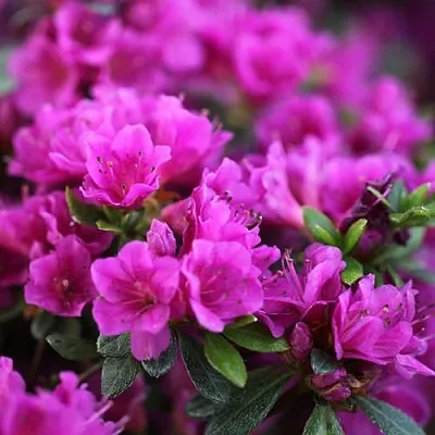 Азалия ХИРОКА японская  Азалия ХИРОКА японская в Орле