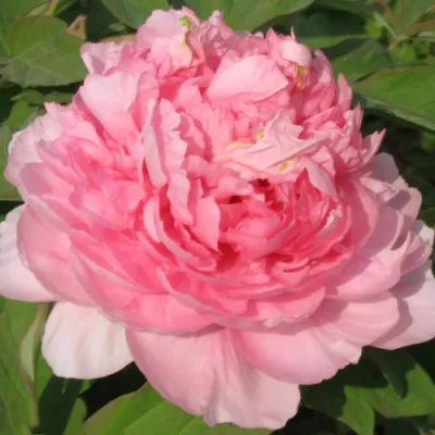 Пион ИМПЕРАТОРСКАЯ НАЛОЖНИЦА древовидный в Орле