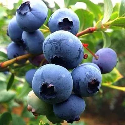 Голубика ДЮК в Орле