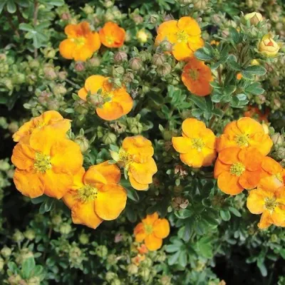 Лапчатка АННЕТ кустарниковая в Орле