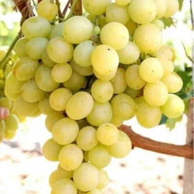Виноград ТАЛИСМАН в Орле