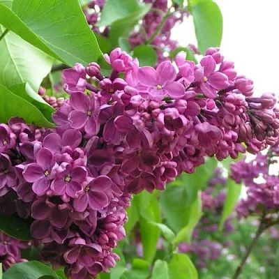 Сирень ДЕНЬ ПОБЕДЫ  Сирень ДЕНЬ ПОБЕДЫ в Орле