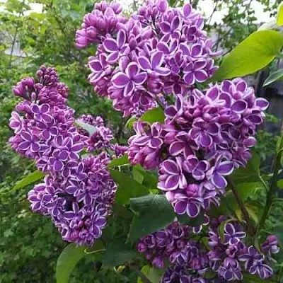 Сирень СЕНСАЦИЯ  Сирень СЕНСАЦИЯ в Орле