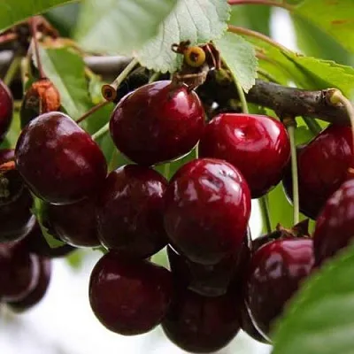 Вишня НОВОДВОРСКАЯ  Вишня НОВОДВОРСКАЯ в Орле