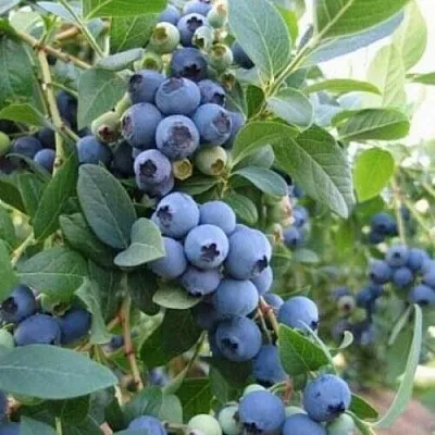 Голубика ЭЛЛИОТ в Орле