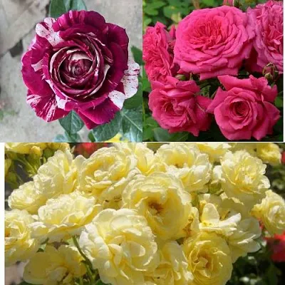 Комплект РОЗОВЫЙ АКЦЕНТ в Орле