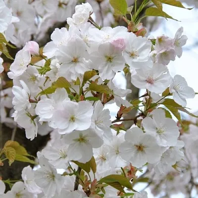 Сакура САНСЕТ БУЛЕВАРД в Орле