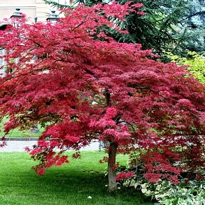 Клен пальмолистный  Клен пальмолистный в Орле