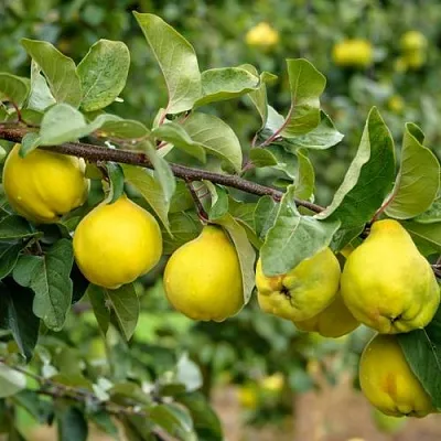 Айва ТРИУМФ в Орле