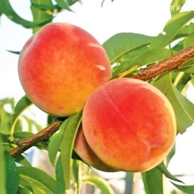 Персик ОНТАРИО — описание сорта Персик ОНТАРИО в Орле