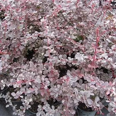 Барбарис СИЛЬВЕР МИЛЕС оттавский   Барбарис СИЛЬВЕР МИЛЕС оттавский  в Орле