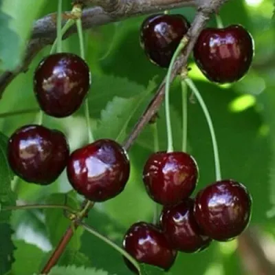 Черешня НАРОДНАЯ  Черешня НАРОДНАЯ в Орле