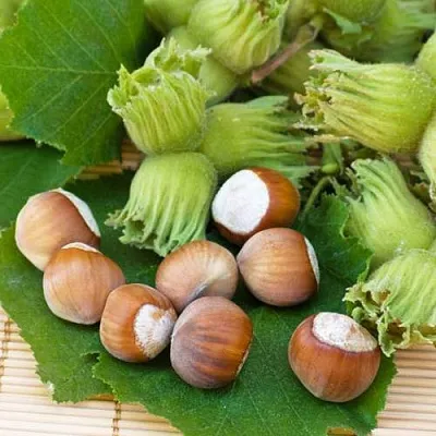 Фундук КРЕПКИЙ ОРЕШЕК  Фундук КРЕПКИЙ ОРЕШЕК в Орле