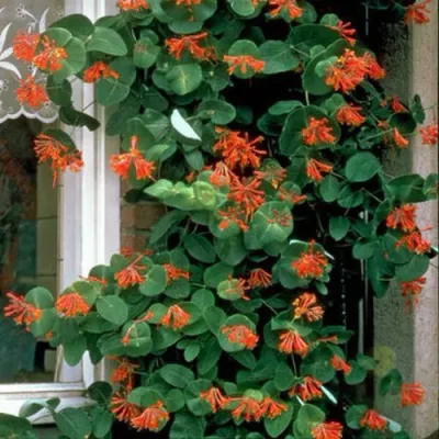 Жимолость ДРОМПОР СКАРЛЕТТ брауна в Орле