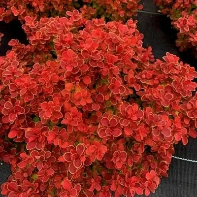 Барбарис РЕД ХОТ ЧИЛИ тунберга  Барбарис РЕД ХОТ ЧИЛИ тунберга в Орле