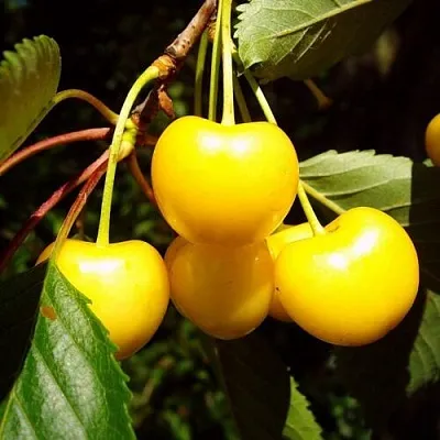 Черешня ЖУРБА  Черешня ЖУРБА в Орле