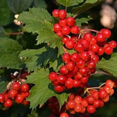 Калина  Калина в Орле