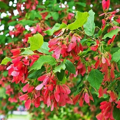 Клен татарский  Клен татарский в Орле