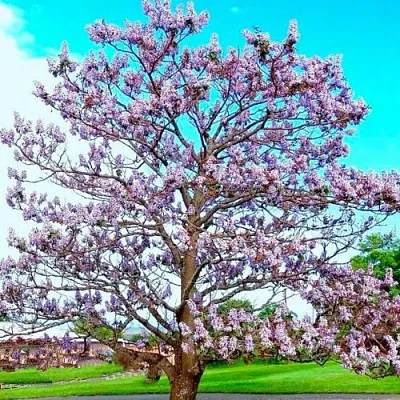 Павловния  Павловния в Орле