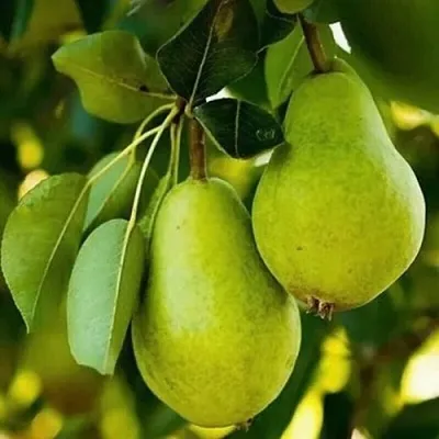 Груша СЕВЕРЯНКА колонновидная  Груша СЕВЕРЯНКА колонновидная в Орле