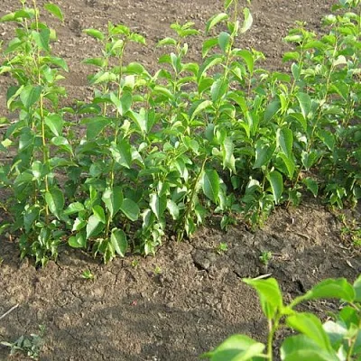 Подвой вишни АНТИПКА в Орле