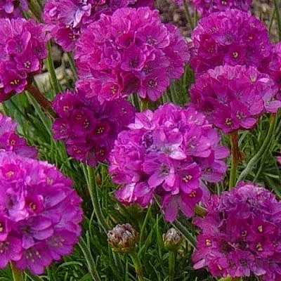 Армерия МОНИНГ СТАР ДИП РОУЗ  Армерия МОНИНГ СТАР ДИП РОУЗ в Орле