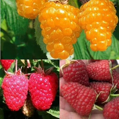 Комплект ЗОЛОТАЯ МАЛИНА в Орле