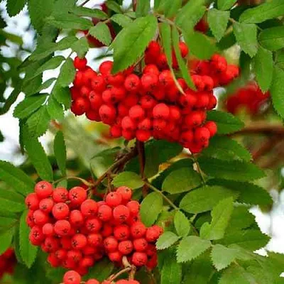 Рябина ОБЫКНОВЕННАЯ  Рябина ОБЫКНОВЕННАЯ в Орле