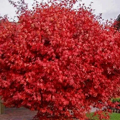 Клен гиннала   Клен гиннала  в Орле