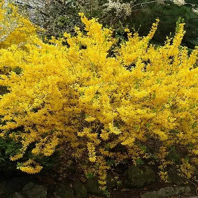 Форзиция ГОЛДЗАУБЕР средняя  Форзиция ГОЛДЗАУБЕР средняя в Орле