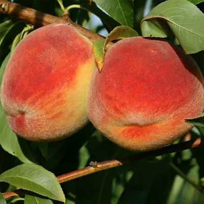 Персик МАРИЯ  Персик МАРИЯ в Орле