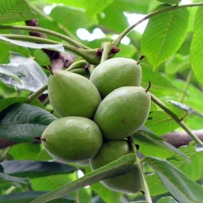 Орех маньчжурский МИЧУРИНЕЦ  Орех маньчжурский МИЧУРИНЕЦ в Орле