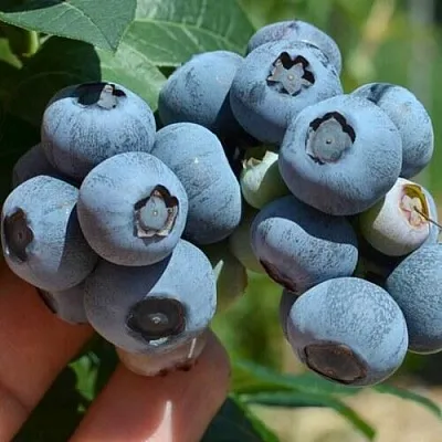 Голубика НЕЛЬСОН в Орле