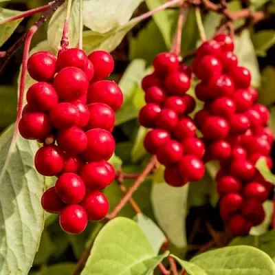 Лимонник КОСТИК китайский  Лимонник КОСТИК китайский в Орле