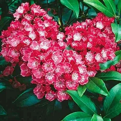 Кальмия КАРДИНАЛ  Кальмия КАРДИНАЛ в Орле