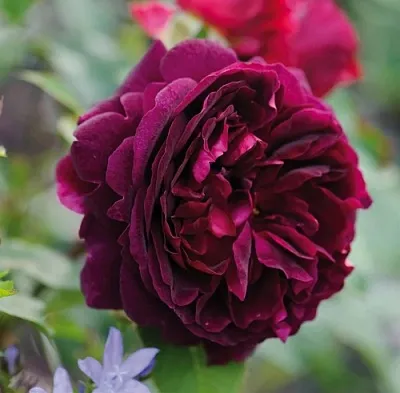 Саженцы роз МАНСТЕД ВУД английская  Саженцы роз МАНСТЕД ВУД английская в Орле