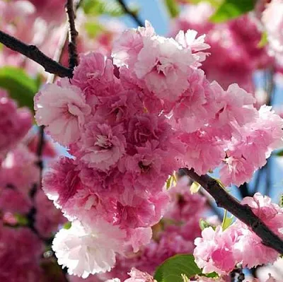 Сакура ПИНК ПЕРФЕКШН в Орле