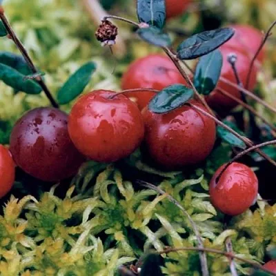 Клюква МАК ФАРЛИН  Клюква МАК ФАРЛИН в Орле